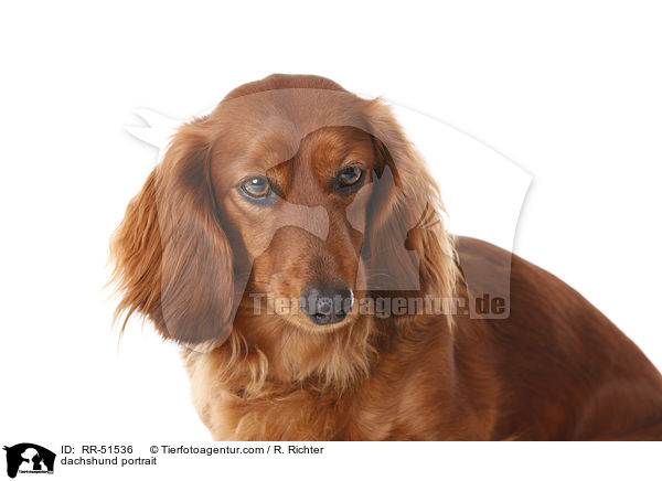 dachshund portrait / RR-51536