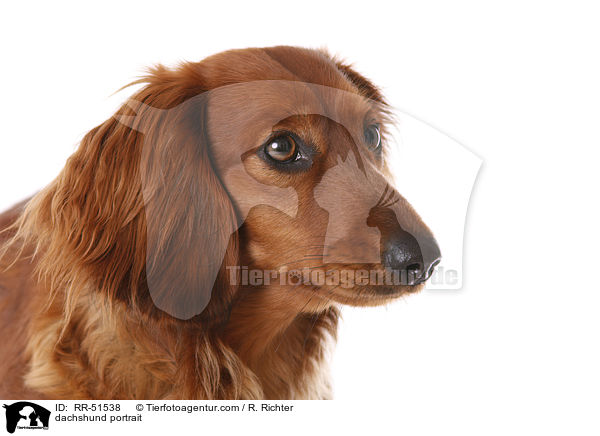 dachshund portrait / RR-51538