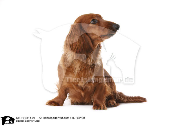 sitting dachshund / RR-51539