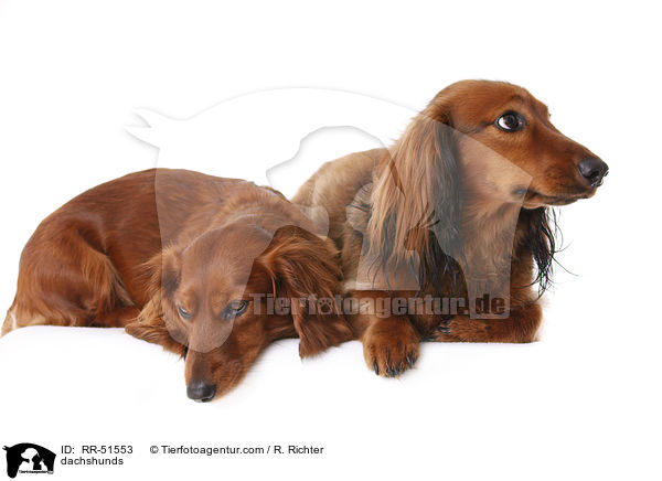 Dackel / dachshunds / RR-51553