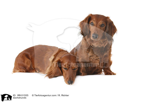 Dackel / dachshunds / RR-51555