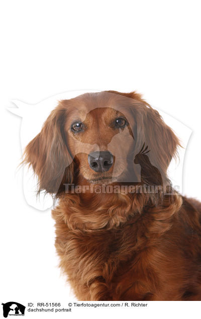 dachshund portrait / RR-51566