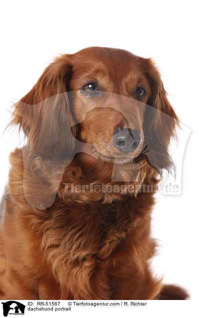 dachshund portrait / RR-51567