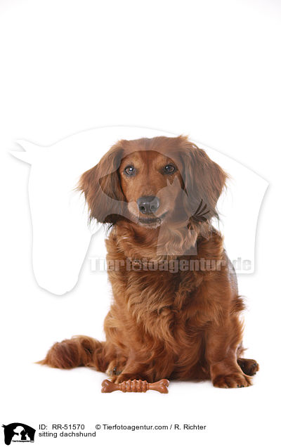 sitzender Dackel / sitting dachshund / RR-51570