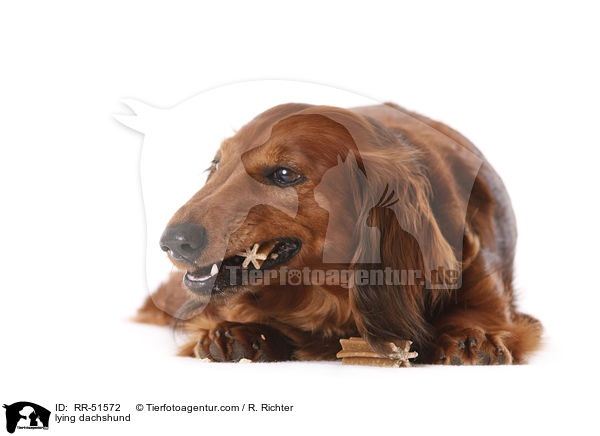 liegender Dackel / lying dachshund / RR-51572