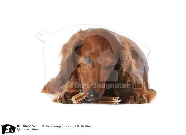 liegender Dackel / lying dachshund / RR-51573