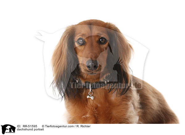 dachshund portrait / RR-51595