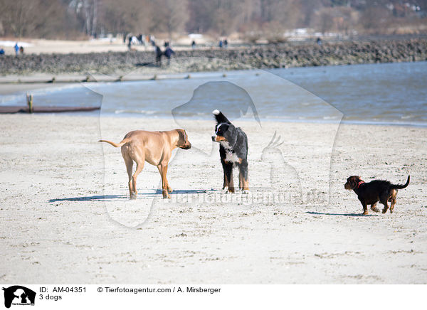 3 Hunde / 3 dogs / AM-04351