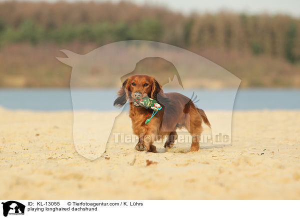playing longhaired dachshund / KL-13055