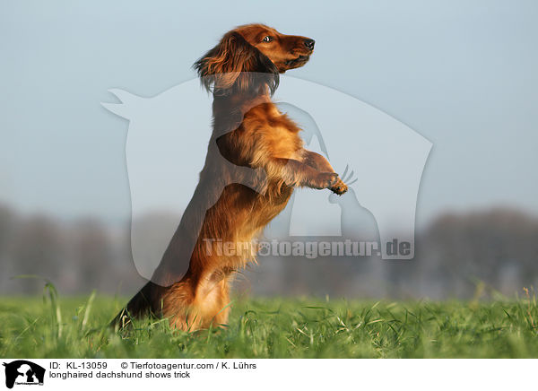 longhaired dachshund shows trick / KL-13059