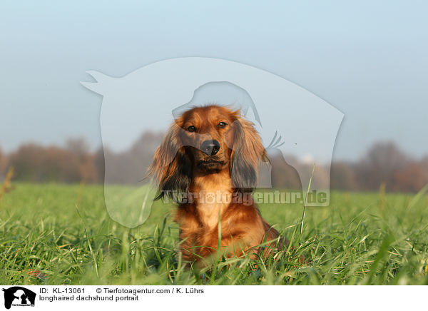 longhaired dachshund portrait / KL-13061