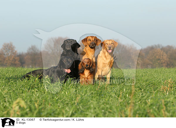 5 Hunde / 5 dogs / KL-13067