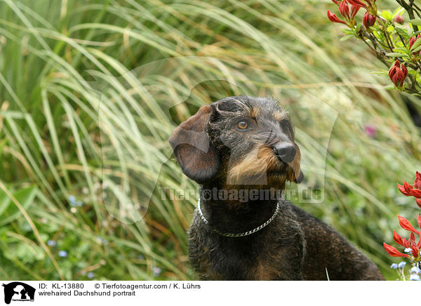 Rauhaardackel Portrait / wirehaired Dachshund portrait / KL-13880