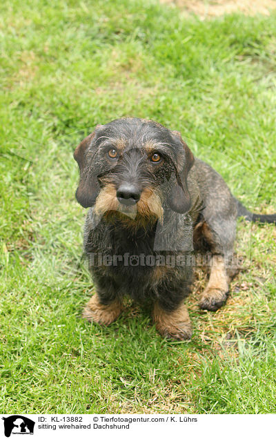 sitzender Rauhaardackel / sitting wirehaired Dachshund / KL-13882