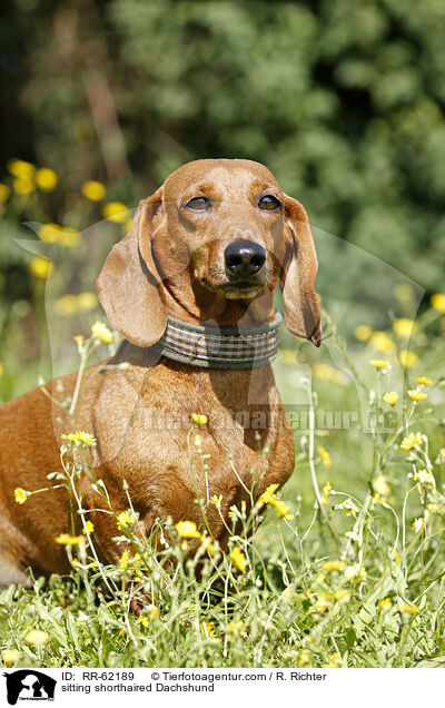 sitzender Kurzhaardackel / sitting shorthaired Dachshund / RR-62189