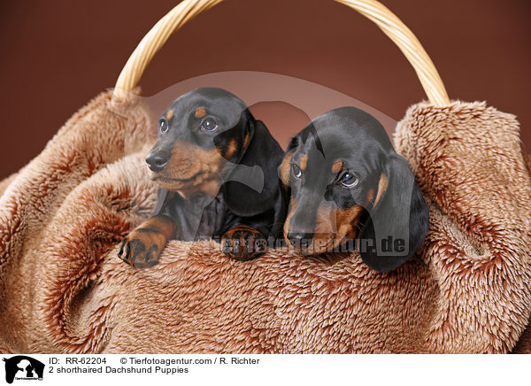 2 shorthaired Dachshund Puppies / RR-62204