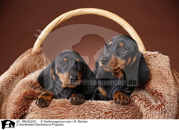 2 shorthaired Dachshund Puppies / RR-62205