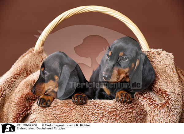 2 shorthaired Dachshund Puppies / RR-62206