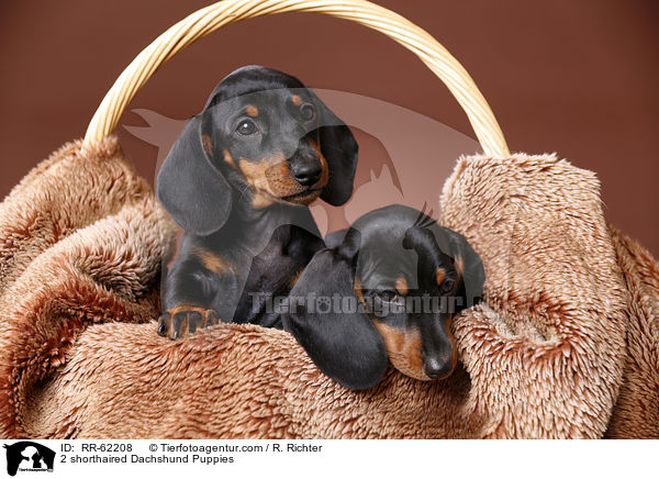 2 shorthaired Dachshund Puppies / RR-62208