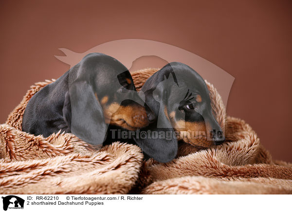2 shorthaired Dachshund Puppies / RR-62210