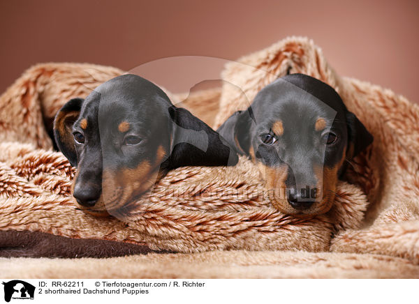 2 shorthaired Dachshund Puppies / RR-62211
