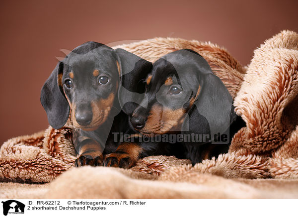 2 shorthaired Dachshund Puppies / RR-62212