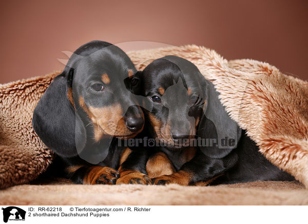 2 shorthaired Dachshund Puppies / RR-62218