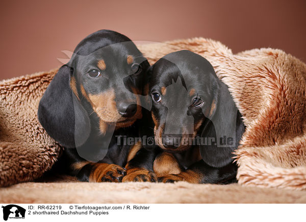 2 shorthaired Dachshund Puppies / RR-62219