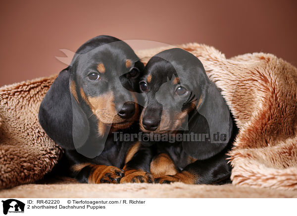 2 shorthaired Dachshund Puppies / RR-62220