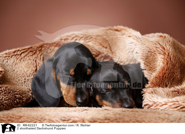 2 shorthaired Dachshund Puppies / RR-62221