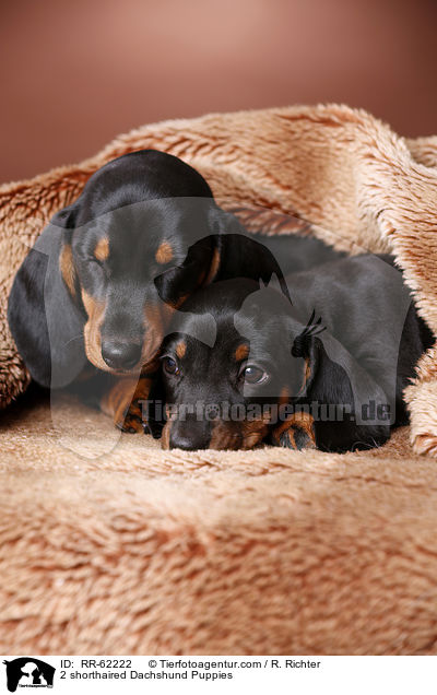 2 shorthaired Dachshund Puppies / RR-62222