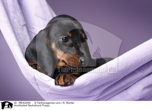 Kurzhaardackel Welpe / shorthaired Dachshund Puppy / RR-62269