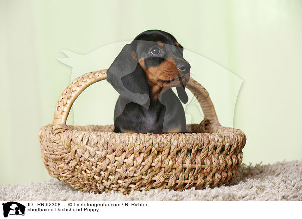 Kurzhaardackel Welpe / shorthaired Dachshund Puppy / RR-62308