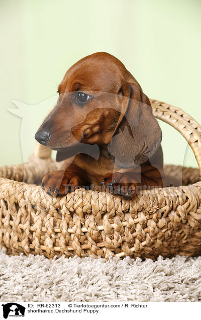 Kurzhaardackel Welpe / shorthaired Dachshund Puppy / RR-62313