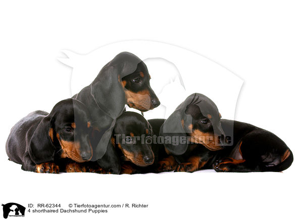 4 shorthaired Dachshund Puppies / RR-62344