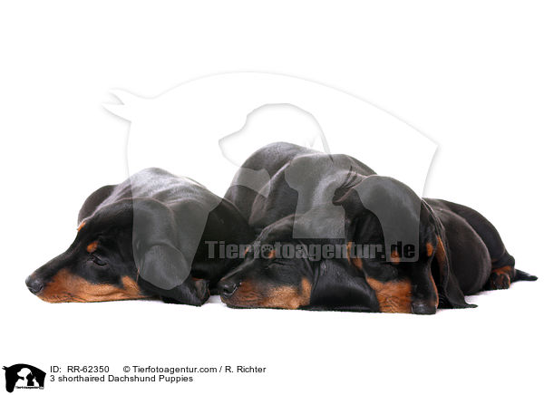 3 Kurzhaardackel Welpen / 3 shorthaired Dachshund Puppies / RR-62350