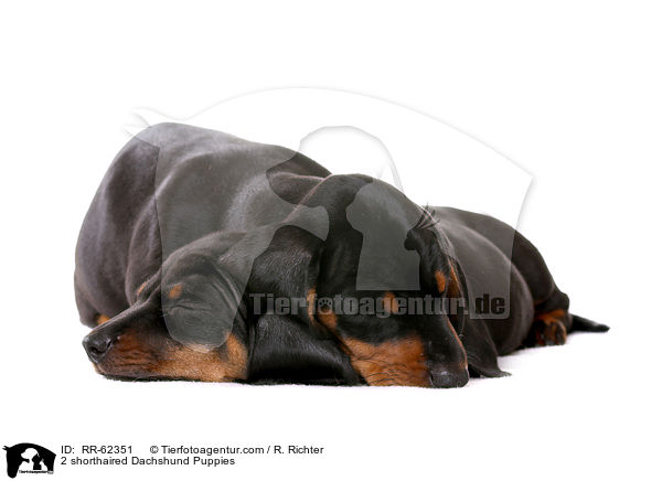 2 Kurzhaardackel Welpen / 2 shorthaired Dachshund Puppies / RR-62351