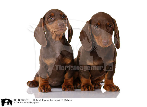 2 Dackel Welpen / 2 Dachshund Puppies / RR-63784