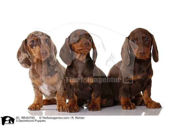 3 Dackel Welpen / 3 Dachshund Puppies / RR-63785