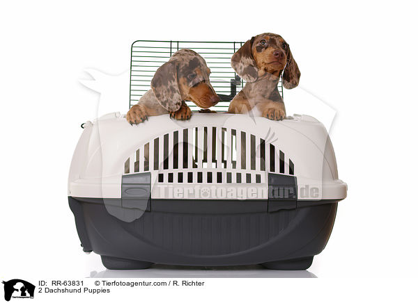 2 Dackel Welpen / 2 Dachshund Puppies / RR-63831