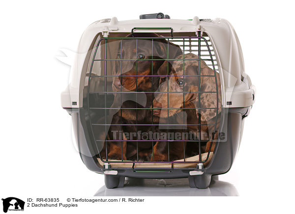 2 Dackel Welpen / 2 Dachshund Puppies / RR-63835