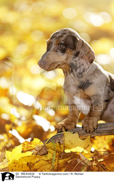 Dackel Welpe / Dachshund Puppy / RR-63839