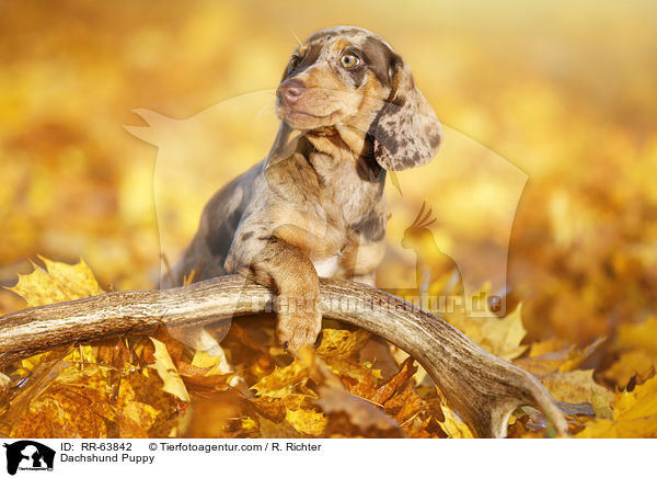 Dackel Welpe / Dachshund Puppy / RR-63842