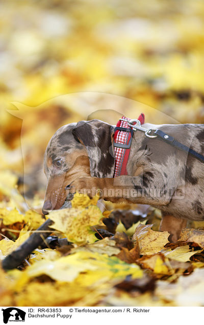 Dackel Welpe / Dachshund Puppy / RR-63853