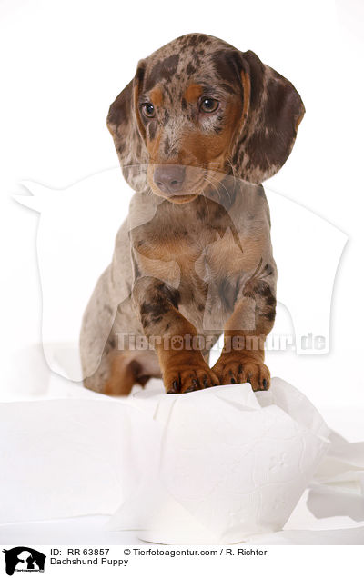 Dackel Welpe / Dachshund Puppy / RR-63857