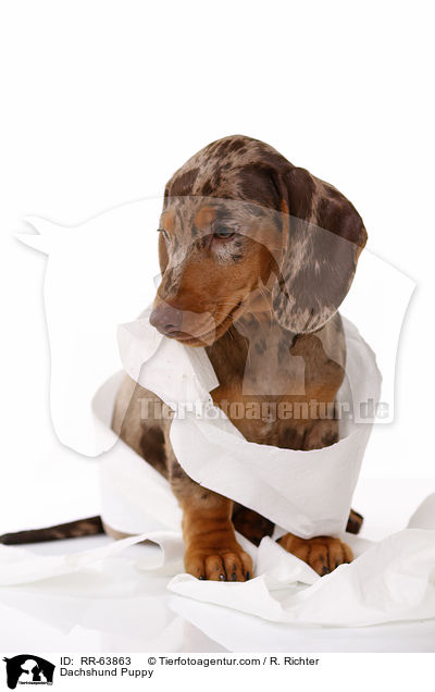 Dackel Welpe / Dachshund Puppy / RR-63863