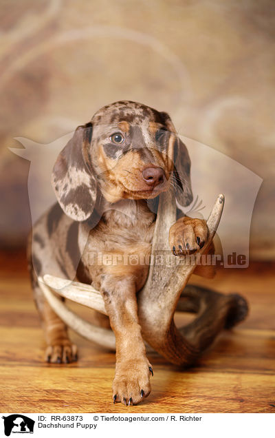 Dackel Welpe / Dachshund Puppy / RR-63873