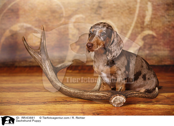 Dackel Welpe / Dachshund Puppy / RR-63881