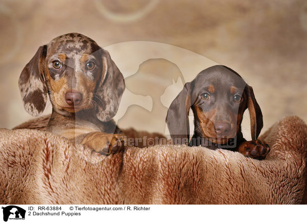 2 Dackel Welpen / 2 Dachshund Puppies / RR-63884