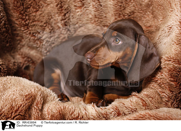 Dackel Welpe / Dachshund Puppy / RR-63894